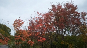 紅葉が始まっています。