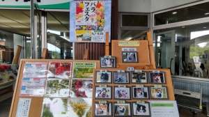 秋田県農業科学館のバラフェスタに行ってきた